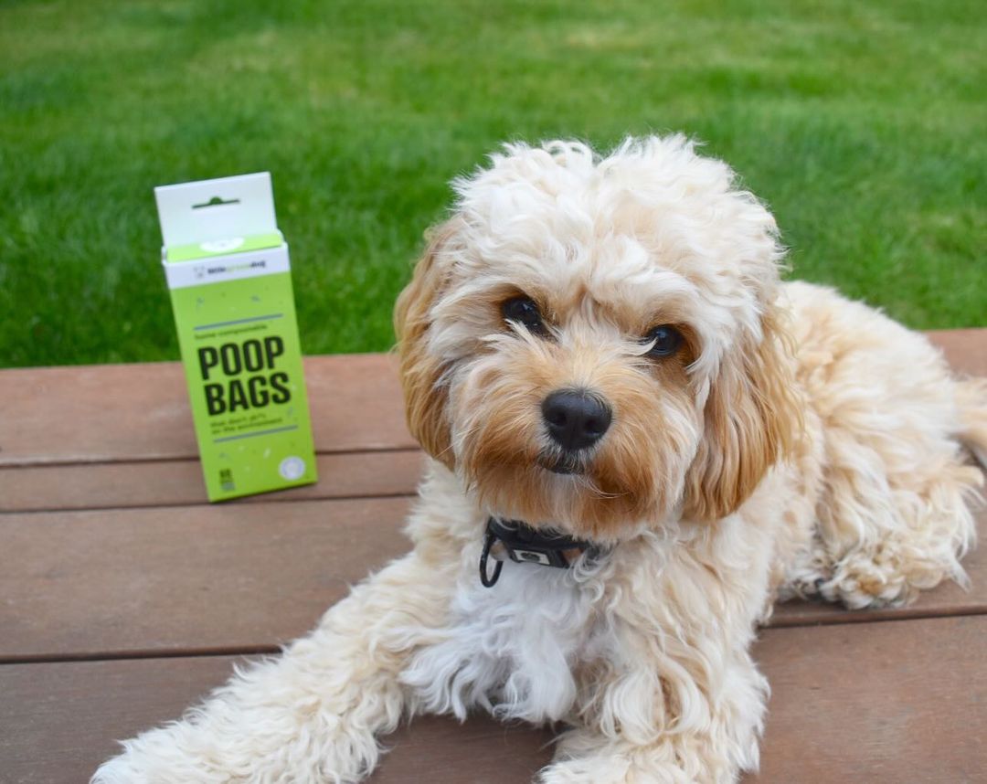 Image Title Alt Image