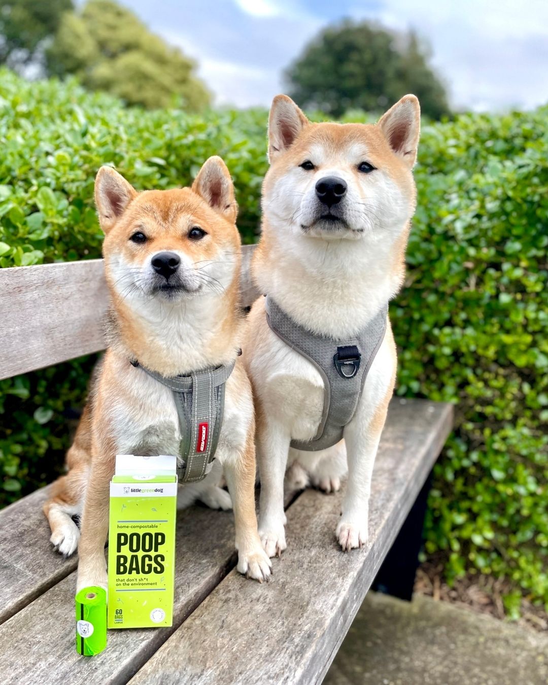 Image Title Alt Image