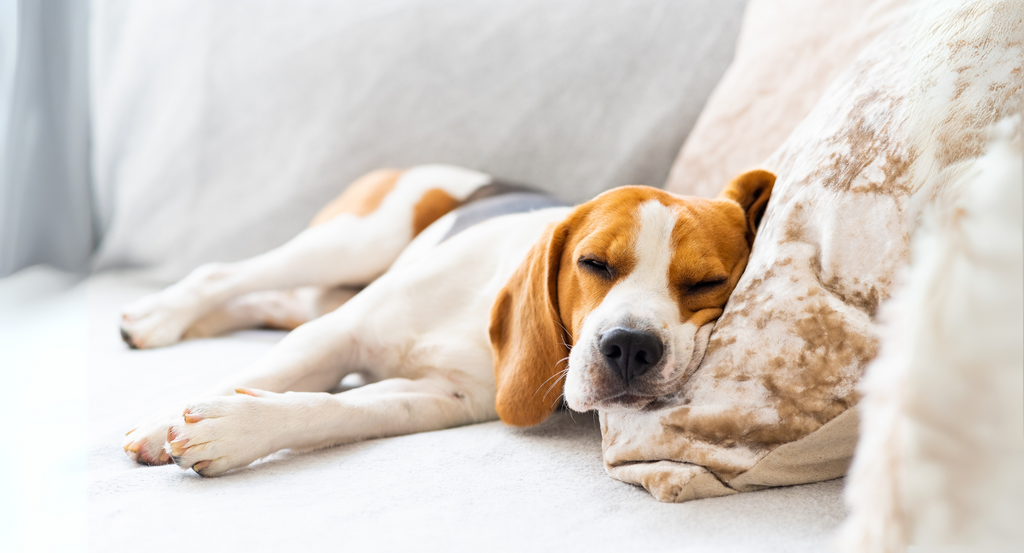 Eco-Friendly Solutions for Dog-Safe Pest Control at Home