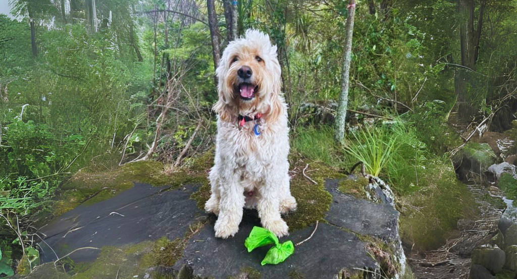 The Ultimate Guide to Dog-Friendly Hiking Spots in New Zealand