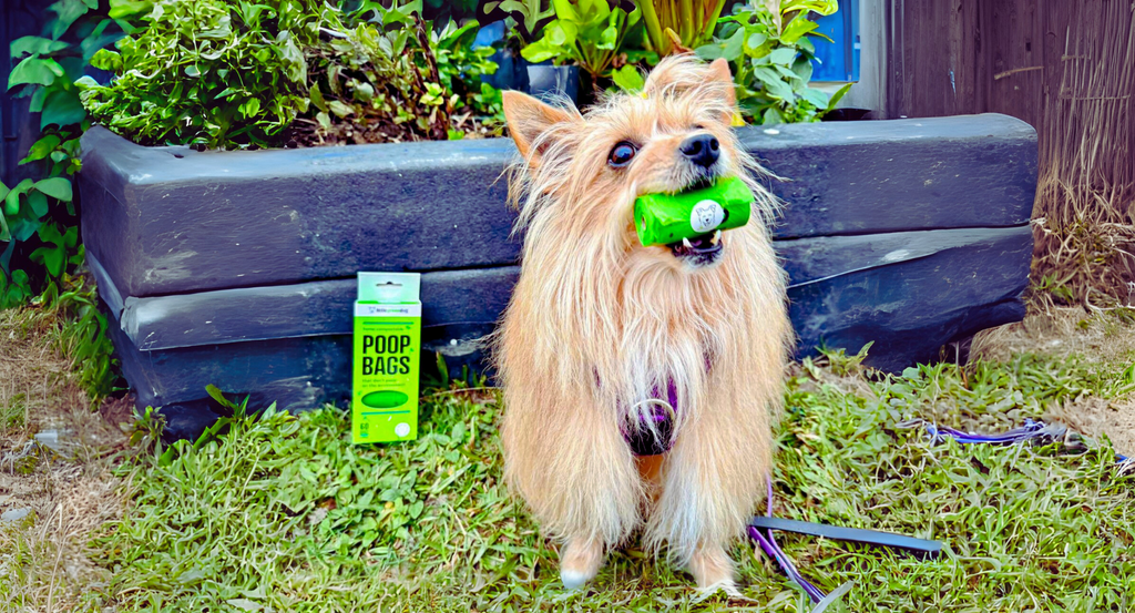 Let’s Talk About Poo (Bags): Why We’re Proud to Carry on the Little Green Dog Mission