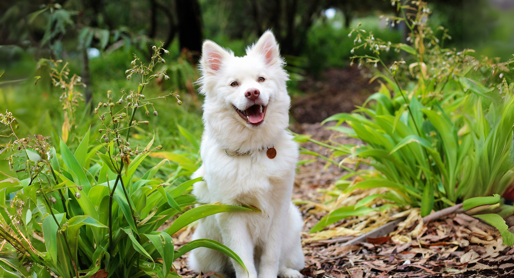 Dog Registration in NZ: Everything You Need to Know