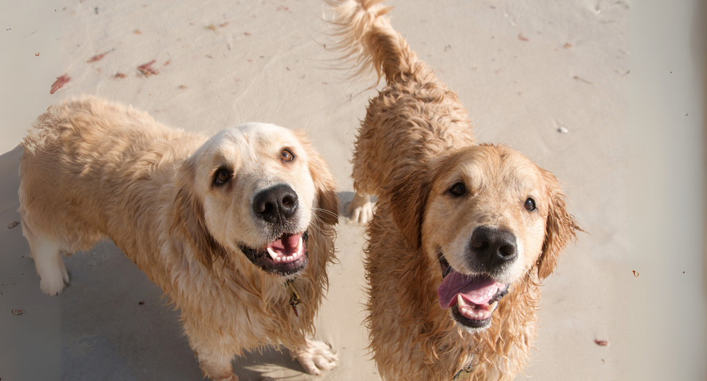 International Dog Day (26 August): Celebrating the Kiwi Way