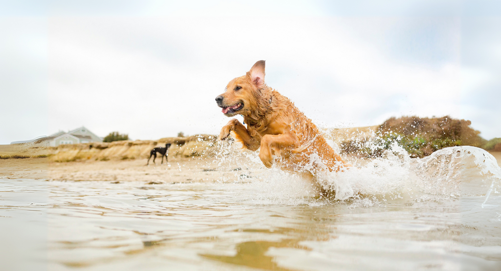 Summer Must-Dos in New Zealand: Adventures for You & Your Pup!