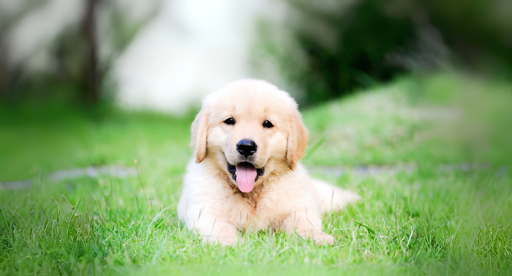 🐶 How to Socialise Your Puppy the Paw-sitive Way