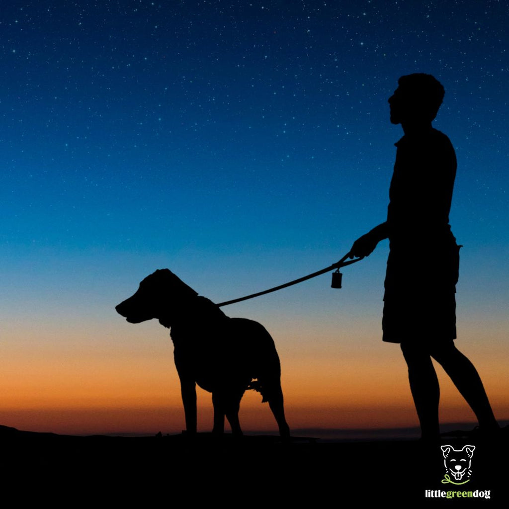 Top Dog-Friendly Walking Trails in Auckland