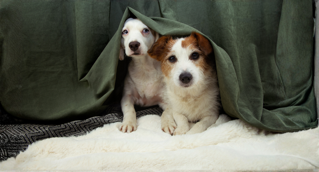 Guy Fawkes Night: How to Keep Your Dog Safe and Calm