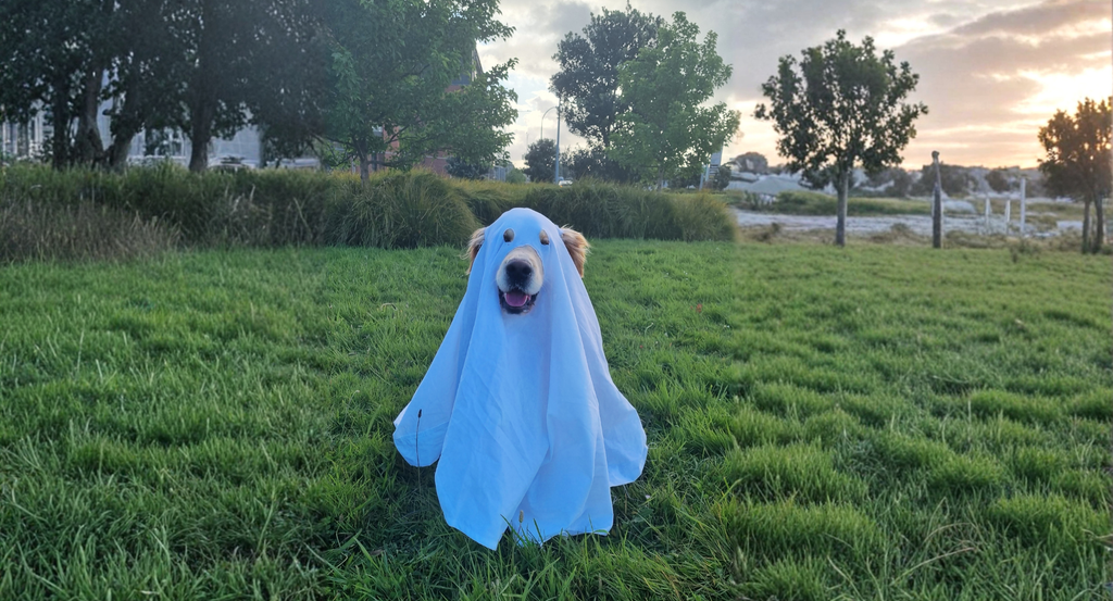 Halloween and Dogs: How to Keep Things Fun (and Safe!) for Your Pup