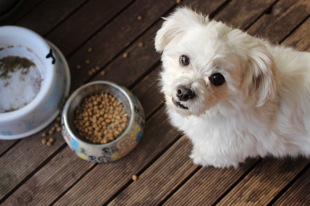 5 things pet owners can do to be more sustainable