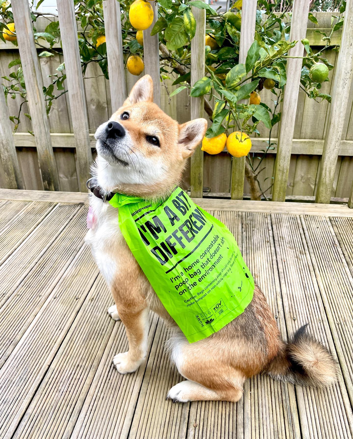 Compostable Poop Bags - 5-Pack (60 Bags)